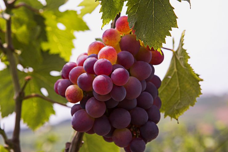 Vinič - výsadba kontajnerovaných sadeníc